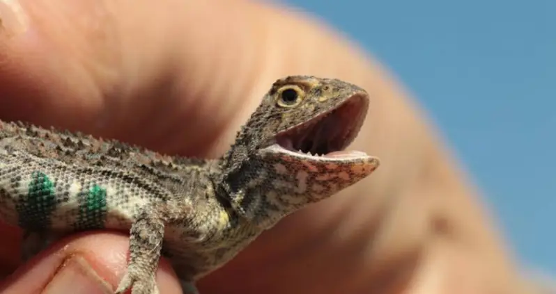 Scientists Just Found The Victorian Earless Dragon In The Australian Wilderness For The First Time Since 1969