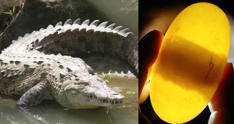Researchers Discover A Virgin Birth By A Crocodile For The First Time