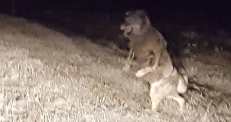 The Legend Of The Beast Of Bray Road, The Wolf-Like Creature Said To Prowl The Wisconsin Countryside