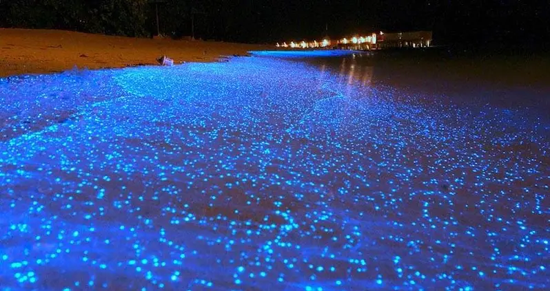 15 Photos Of The Maldives’ Sea Of Stars, A Beach Phenomenon Ripped From The Pages Of A Storybook