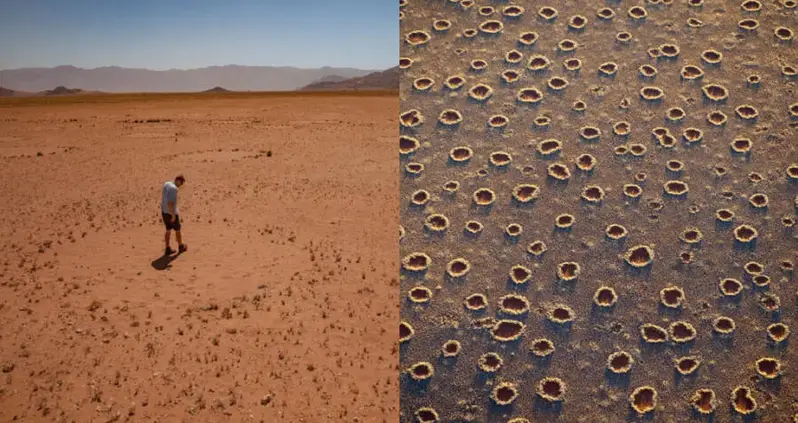 Enigmatic Fairy Circles Thought To Only Appear In Australia And Africa May Be Far More Common