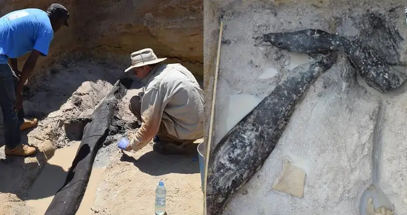 500,000-Year-Old Wooden Logs Found In Zambia May Be The World’s Oldest Known Wooden Structure