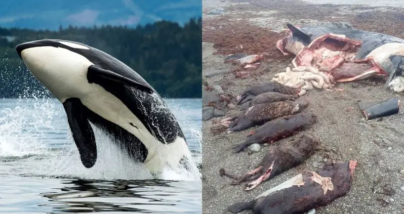 An Orca Was Found Dead After Swallowing Six Sea Otters Whole — With A Seventh Stuck In Its Throat
