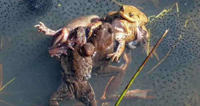 A Scientist In Germany Observed Female Frogs Faking Their Own Death — Just To Avoid Sex