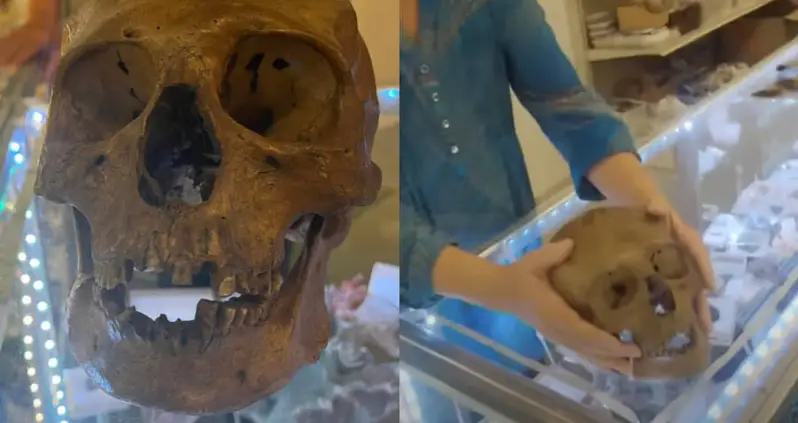 A Real Human Skull Was Just Discovered In The Halloween Section Of A Florida Antique Store