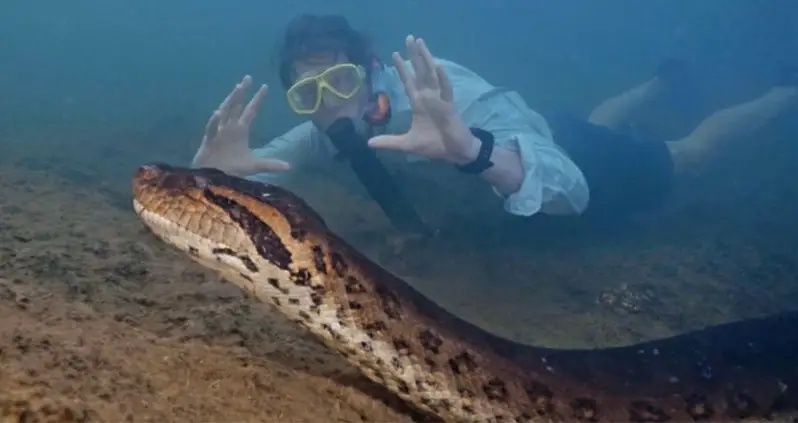 Scientists Just Discovered The World’s Biggest Snake In The Amazon Rainforest