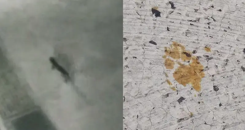 Residents Of Japanese City Warned To Beware Of Cat Who Fell In A Vat Of Toxic Chemicals — And Is Now On The Loose