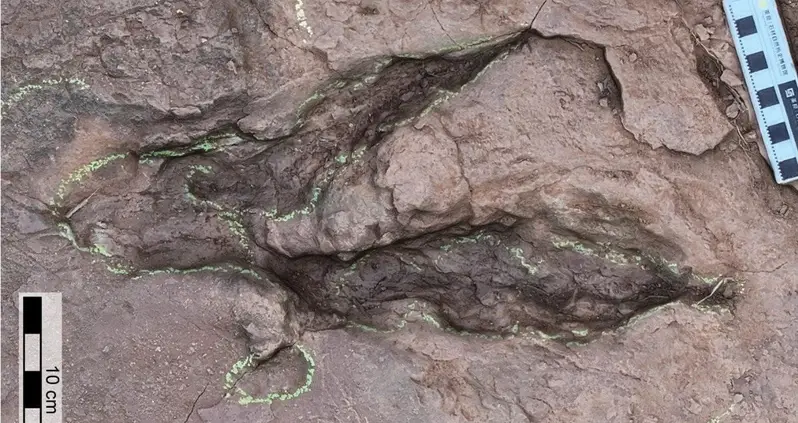 These 96-Million-Year-Old Dinosaur Tracks Uncovered In China Likely Belonged To History’s Largest Raptor