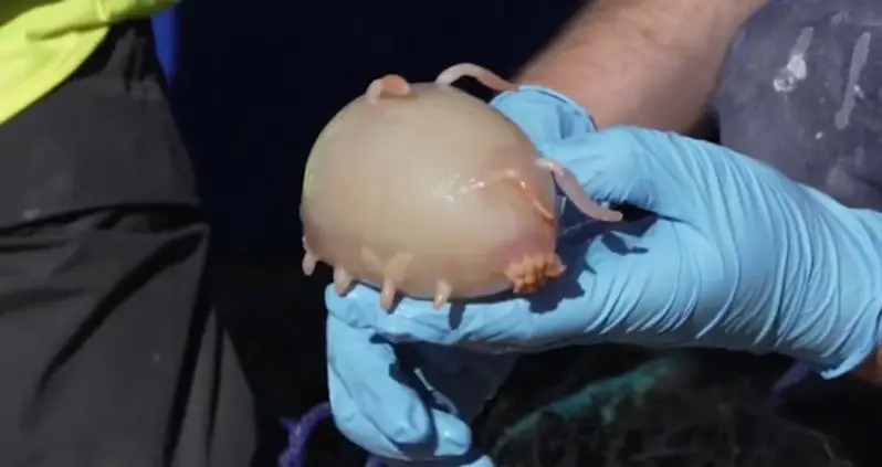 Scientists Just Discovered 100 New Species In An Oceanic Rift Off Of New Zealand’s Coast