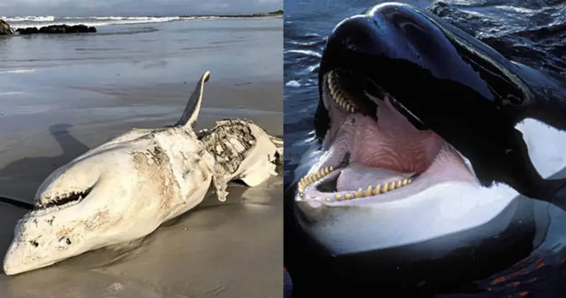 For Some Reason, Killer Whales Are Horrifically Murdering