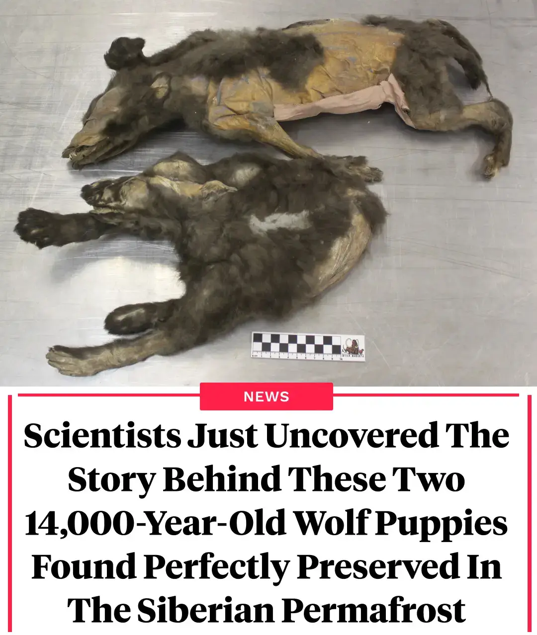 All That's Interesting, Something Interesting To Read Every Day