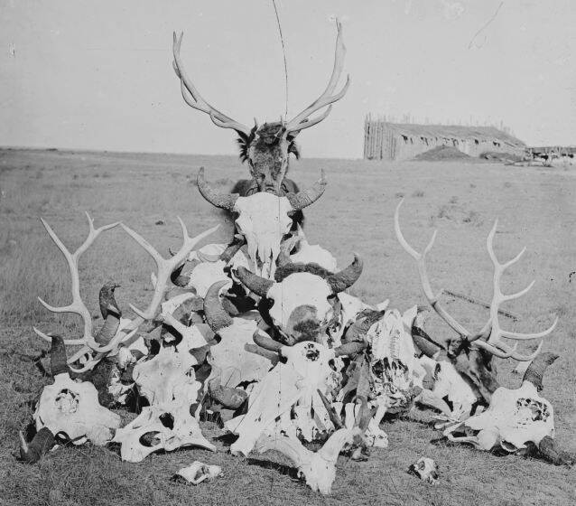 Haunting Images From America's 19th-Century Bison Extermination