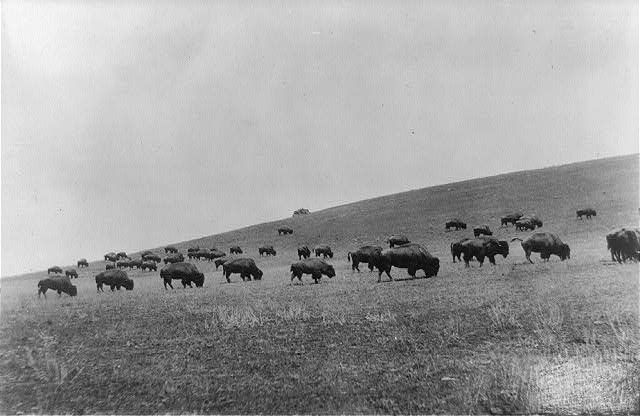 Haunting Images From America's 19th-Century Bison Extermination