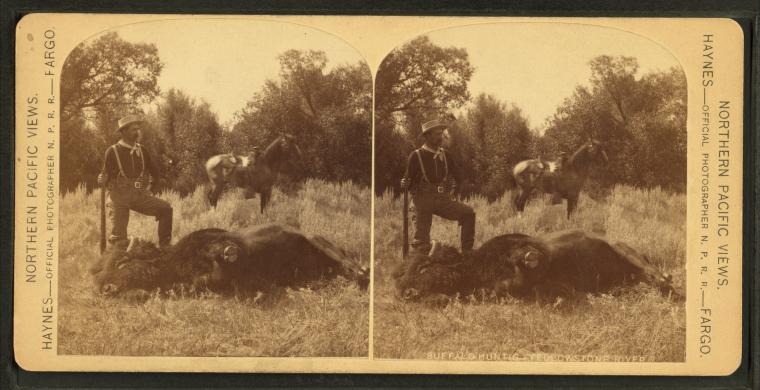 Haunting Images From America's 19th-Century Bison Extermination