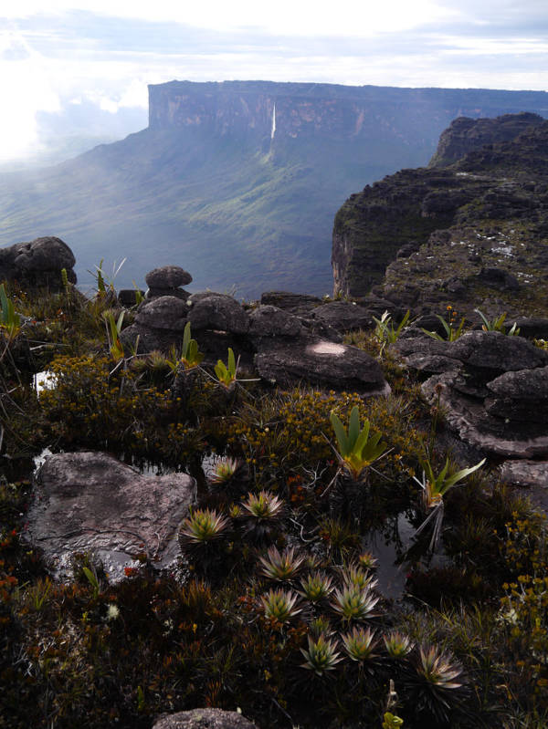 Roraima Plants