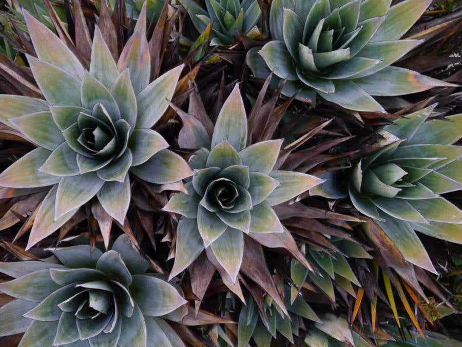 Roraima Plants