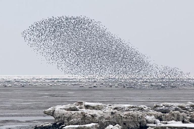 Black Sun Birds