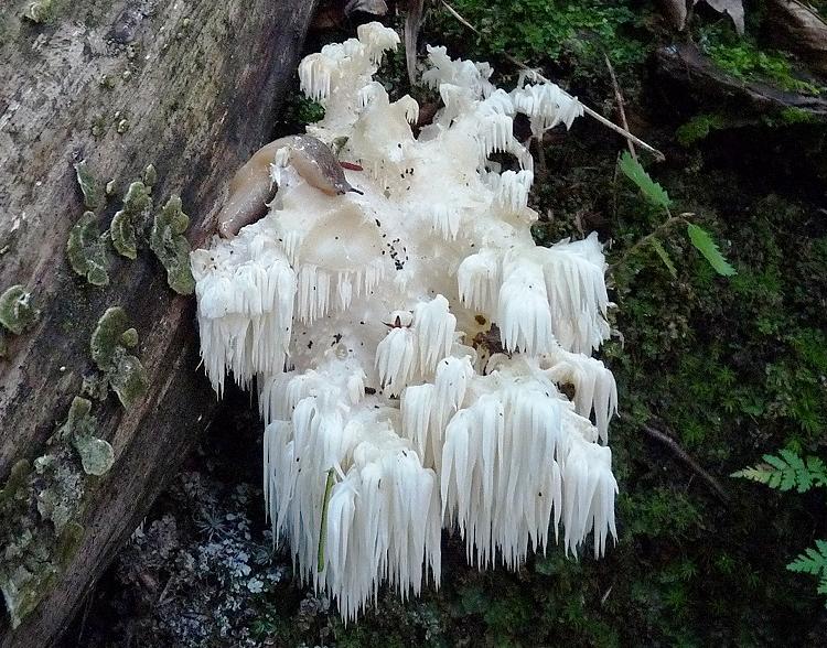 Bears Head Tooth Strangest Plants