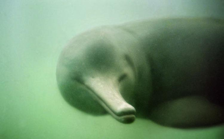 Cute Baiji Dolphin Photograph