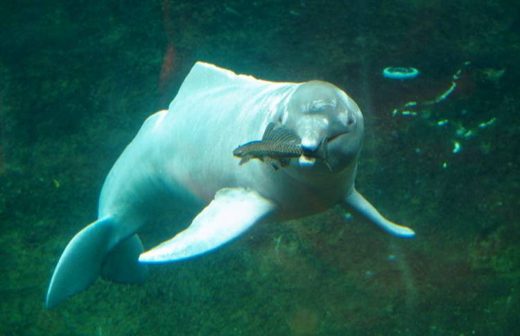 Cutest Animal Ever Baiji Dolphin