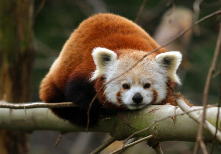 Red Panda