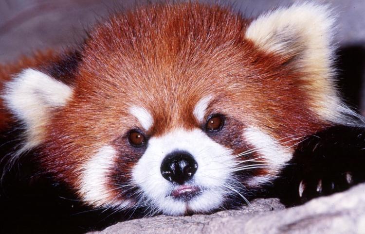 Red Panda Photograph