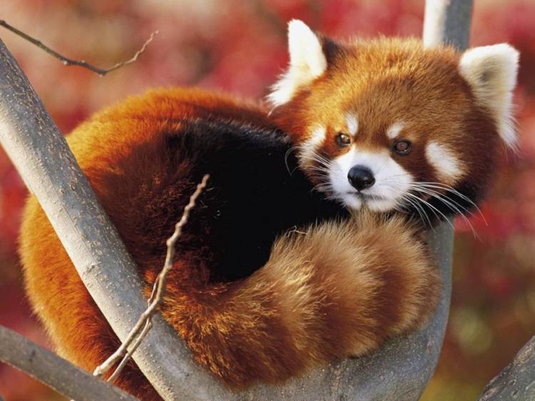 The 7 Cutest Animals In The World You Ve Never Seen Before