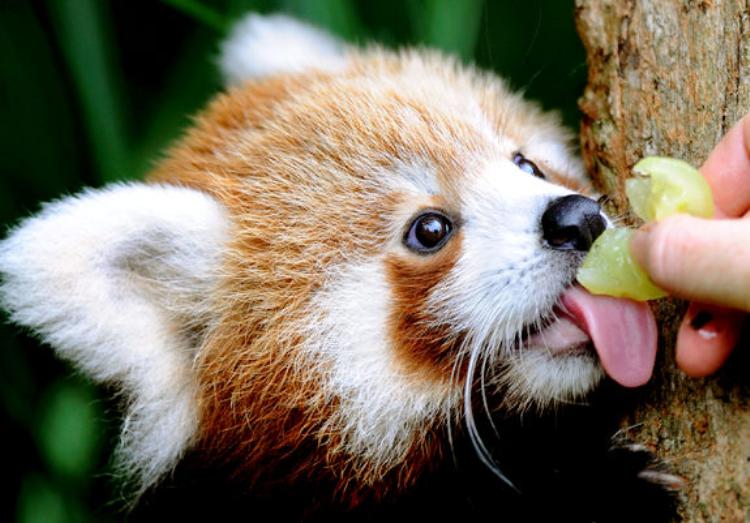 Adorable Red Panda