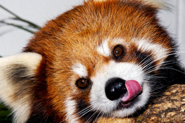 Cute Red Panda