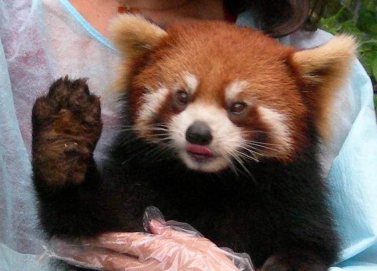 Red Panda