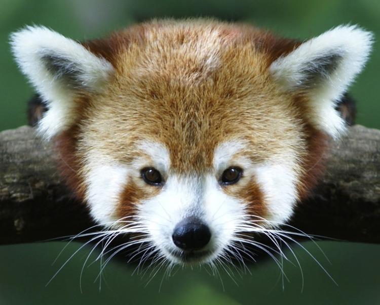 Cutest Animals In The World Red Panda