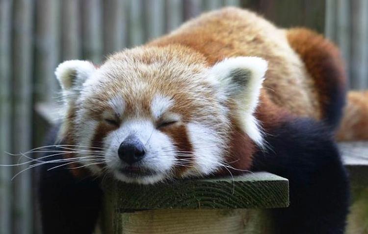 Red Panda Picture