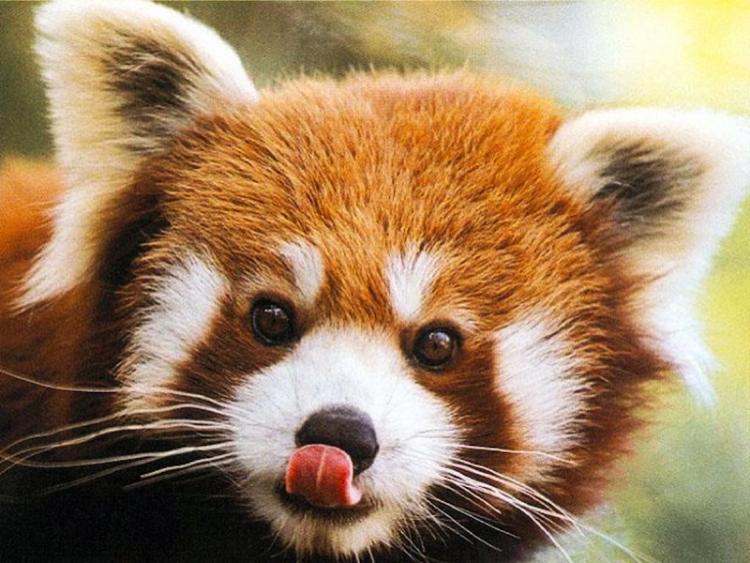 Cutest Animals Red Panda Picture