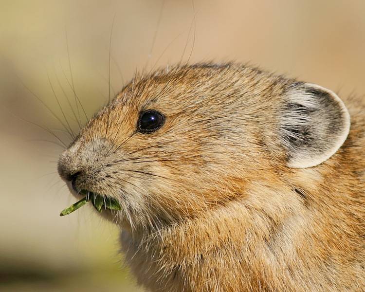 Cutest Animal American Pika