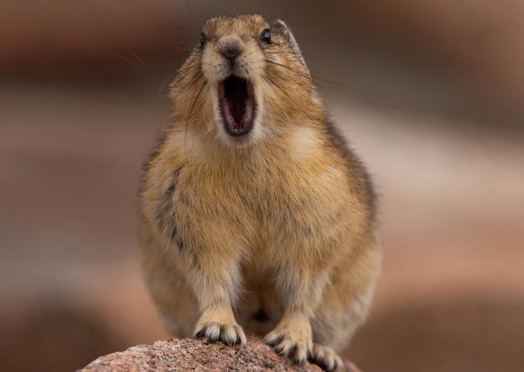 Adorable American Pika