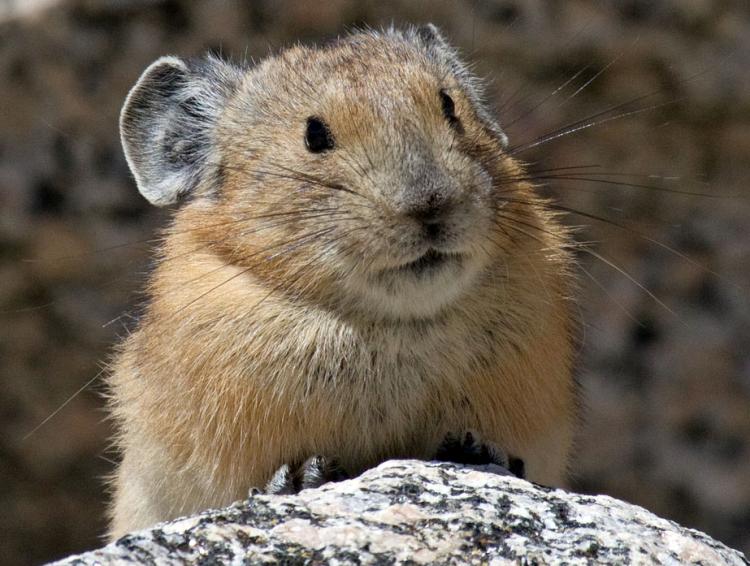 American Pika Picture