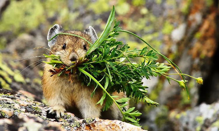 American Pika Photograph