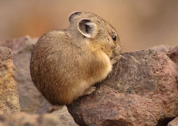 American Pika Cutest Animals