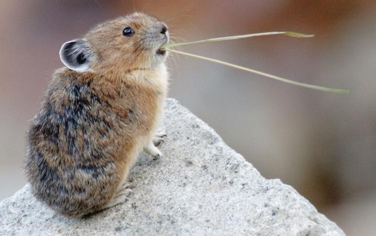 American Pika Photograph