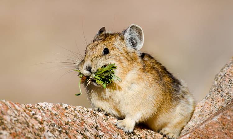 Cute American Pika