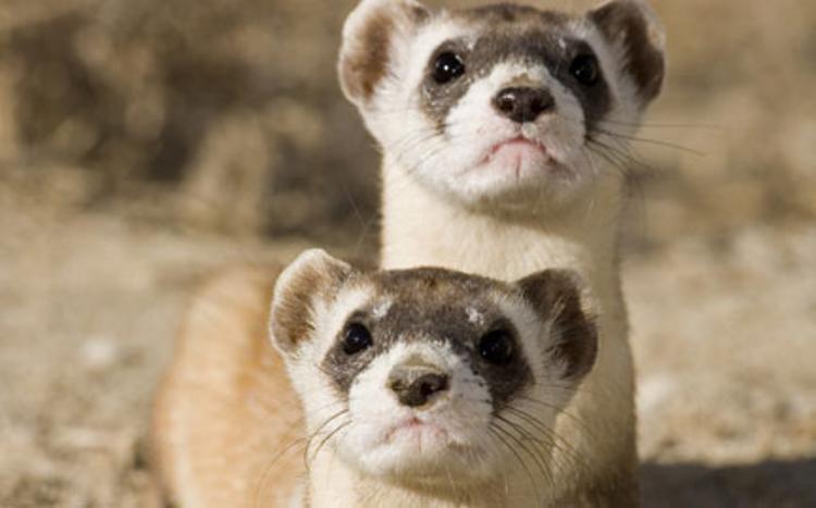 Black-footed Ferret Picture