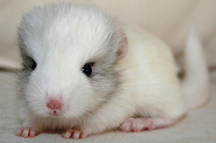 Cutest Animals In The World Tailed Chinchilla