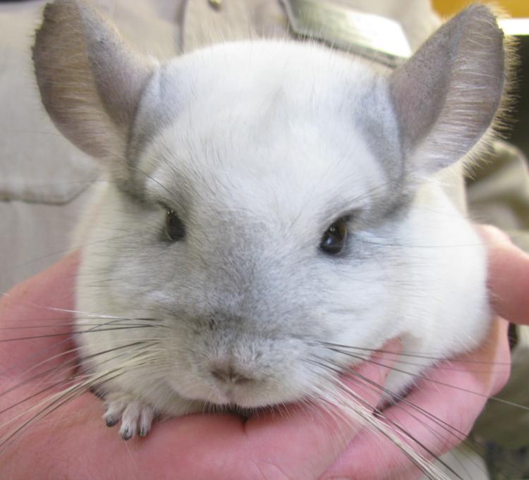 Cutest Animal Chinchilla Photograph