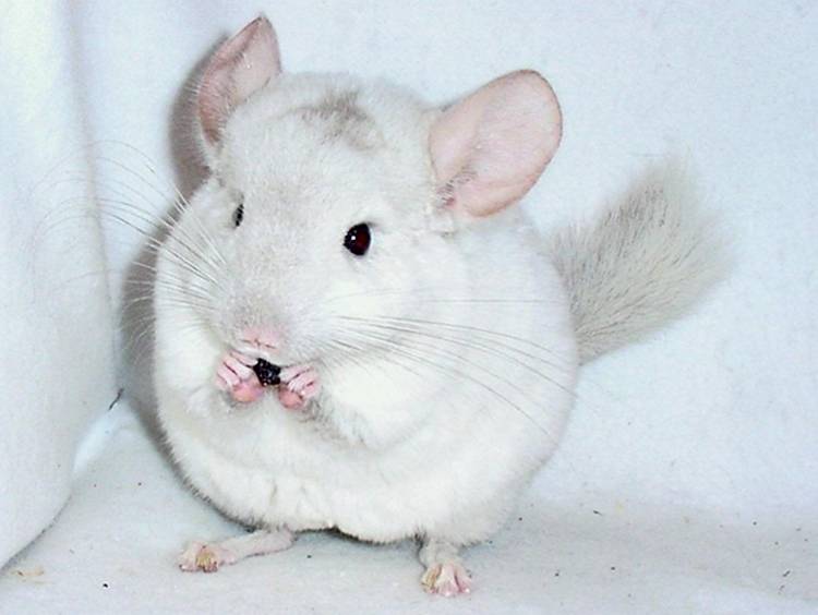 Cute Animals Chinchilla