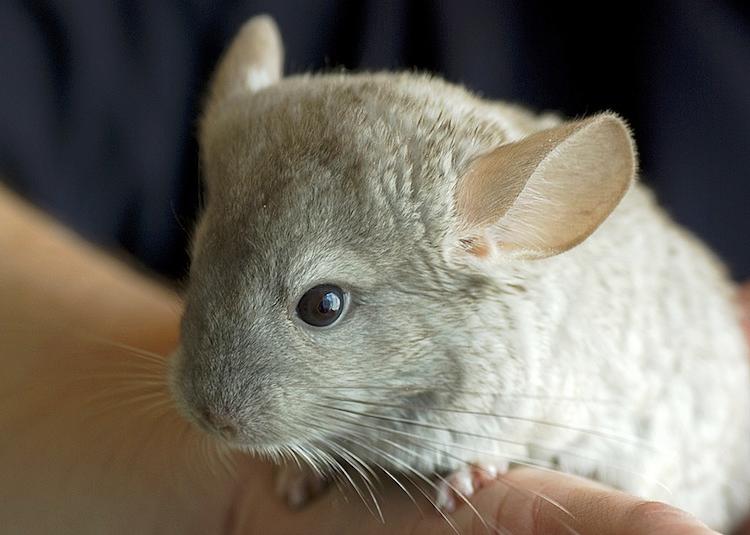 Long Tailed Chinchilla Cutest Animals Ever