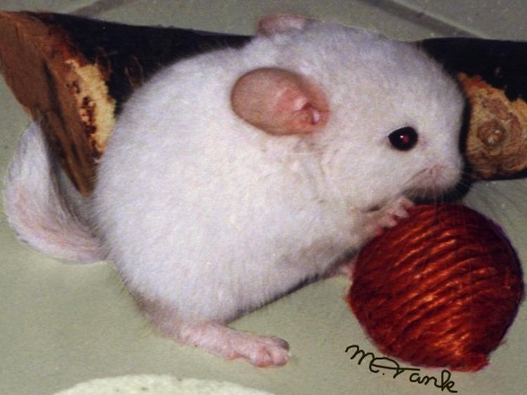 Adorable Long Tailed Chinchilla