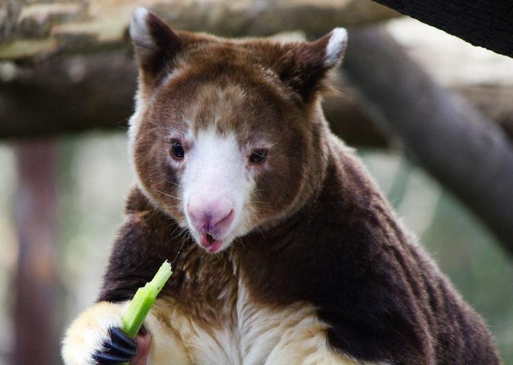 Tree Kangaroo