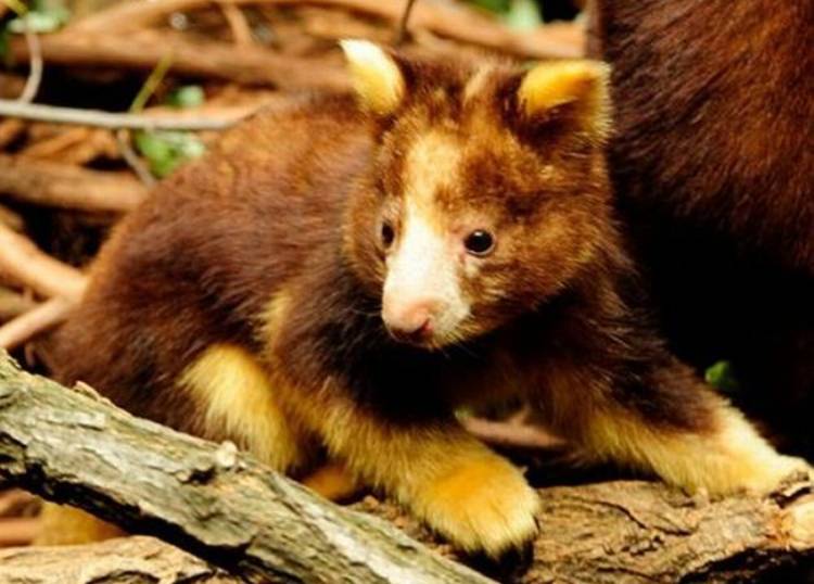 Cutest Animals You've Never Seen Tree Kangaroo