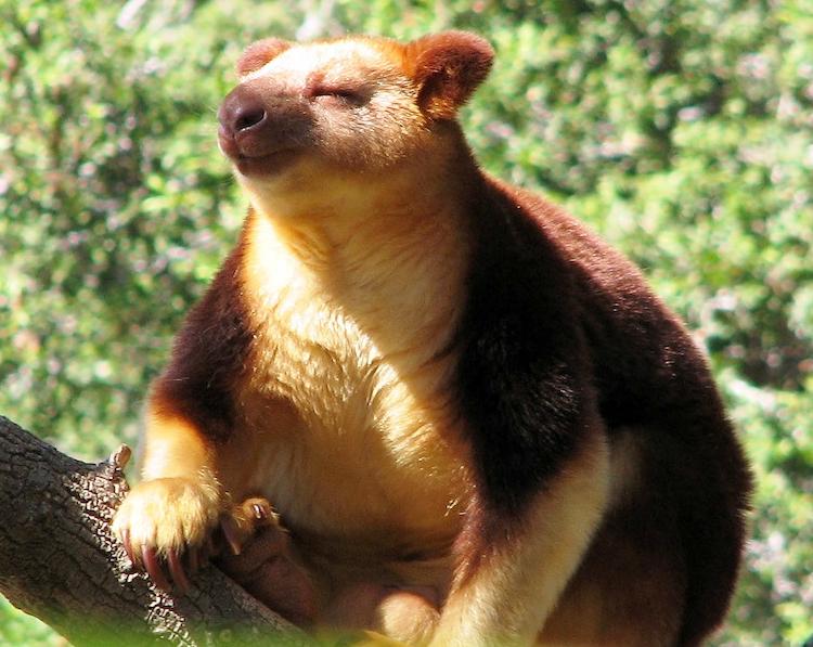 Tree Kangaroo Picture