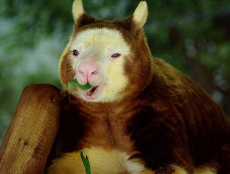 Cute Animal Tree Kangaroo